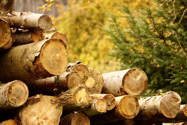 Wood Pile Removal in Benton