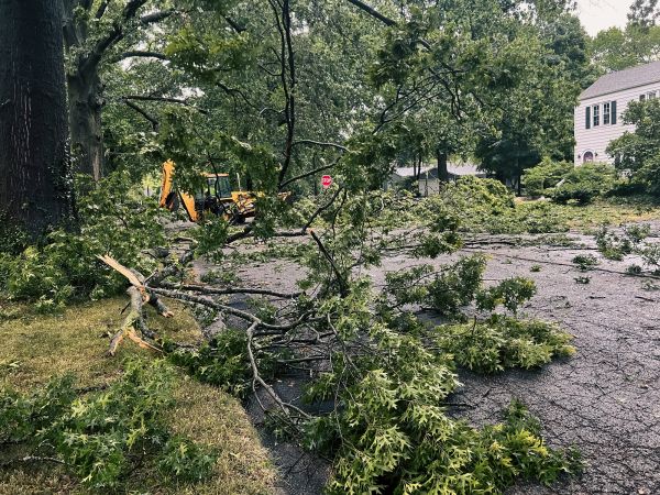 Tree Branch Disposal in Benton
