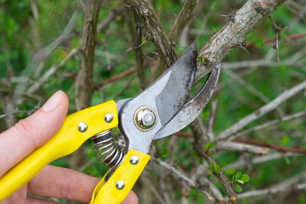 Limbs Removal in Benton