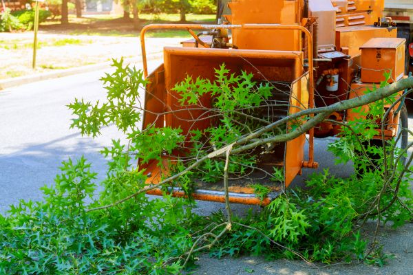 Tree Branches Removal in Benton