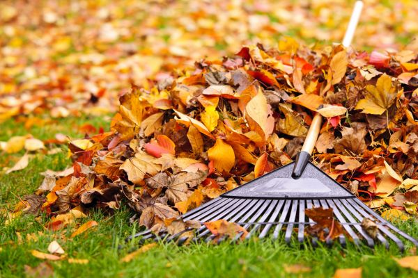 Yard Leaf Removal in Benton