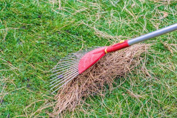 Yard Raking in Benton