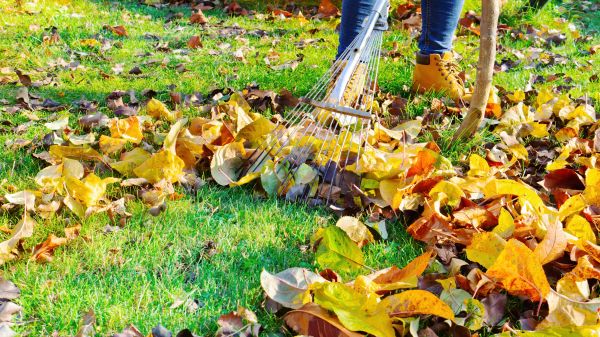Lawn Cleanup Service in Benton