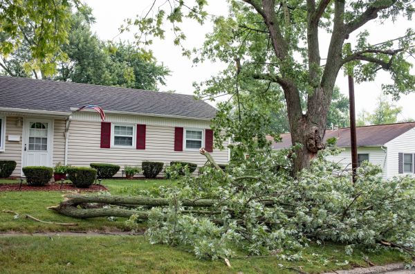 Fallen Branch Removal in Benton