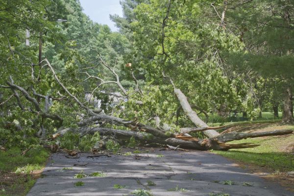 Tree Debris Removal in Benton
